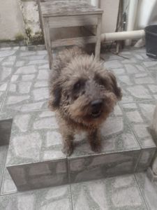 Vaquinha Online - Me ajuda a dar as vacinas nos meus amiguinho para eles ir junto comigo na mudança