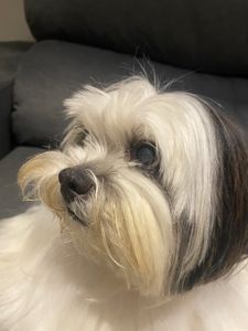 Animais - Vamos fazer o bony enxergar novamente 