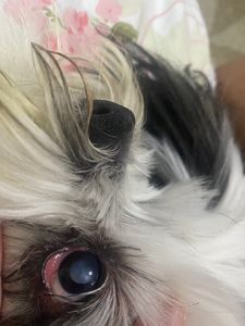 Vaquinha Online - Vamos fazer o bony enxergar novamente 