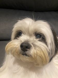 Fazer o bony enxergar novamente  - Vamos fazer o bony enxergar novamente 