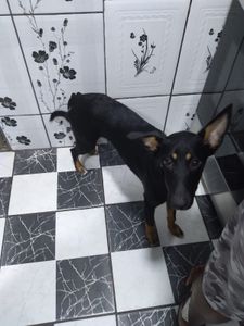 S.O.S. ANIMAIS ABANDONADOS imagem 7