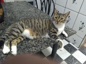 S.O.S. ANIMAIS ABANDONADOS imagem 8