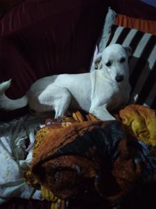 Queimados/RJ - S.O.S. ANIMAIS ABANDONADOS