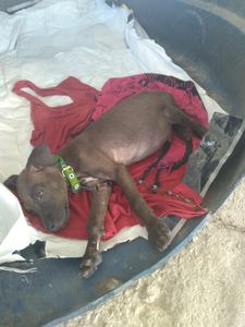 Vaquinha Online - S.O.S. ANIMAIS ABANDONADOS