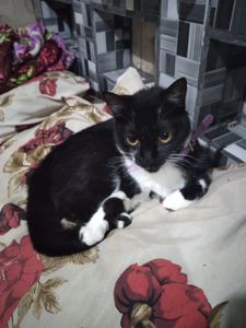 S.O.S. ANIMAIS ABANDONADOS imagem 6