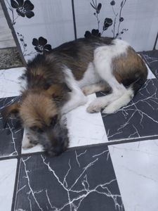 Alcione e Elisangela - S.O.S. ANIMAIS ABANDONADOS