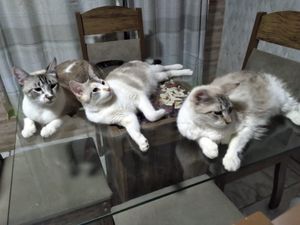 Animais - S.O.S. ANIMAIS ABANDONADOS