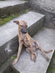 Vaquinha Online - A fome tem pressa também para os animais