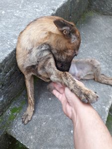 Ulisses - A fome tem pressa também para os animais