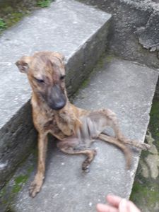 Animais - A fome tem pressa também para os animais