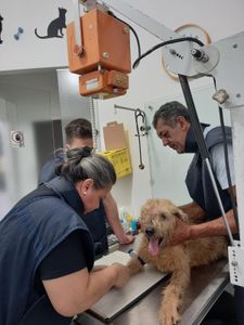 Vaquinha Online - Tomografias do Jack e do Spike