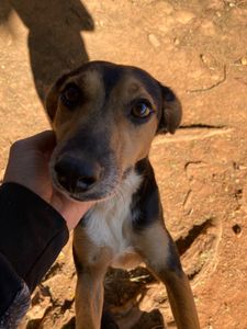 Campanha Amigos da AANI imagem 8