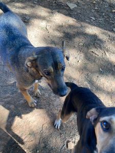 Campanha Amigos da AANI - Campanha Amigos da AANI