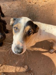 Campanha Amigos da AANI imagem 7