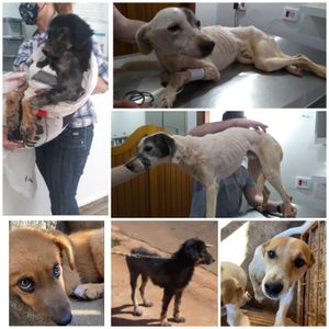 Crowdfunding - Campanha Amigos da AANI