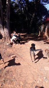 Animais - Campanha Amigos da AANI