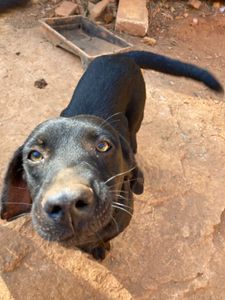 Campanha Amigos da AANI imagem 6