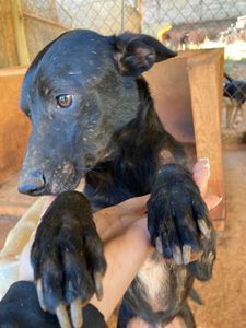 Lavras/MG - Campanha Amigos da AANI