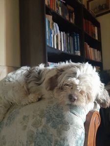 Vaquinha Online - Ajuda para achar minha cachorrinha Jujuba