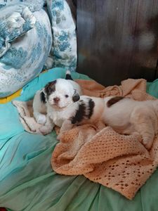 Ajuda para achar minha cachorrinha Jujuba imagem 9