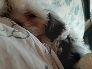 Ajuda para achar minha cachorrinha Jujuba imagem 8