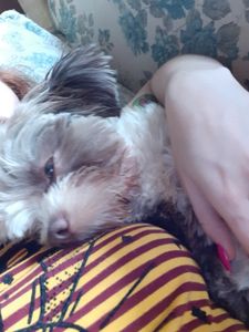 Animais - Ajuda para achar minha cachorrinha Jujuba