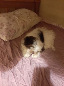 Quero de volta minha Jujuba - Ajuda para achar minha cachorrinha Jujuba