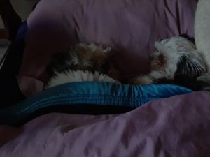 Ajuda para achar minha cachorrinha Jujuba imagem 7