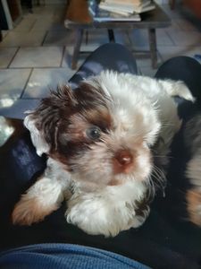 Ajuda para achar minha cachorrinha Jujuba imagem 6