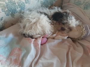 São Lourenço/MG - Ajuda para achar minha cachorrinha Jujuba