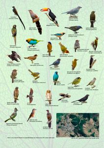 Guia de aves - APA da Mata do Posto - Guia de Aves da Apa da Mata do Posto
