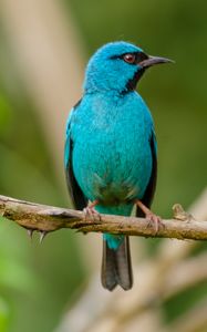 Guia de Aves da Apa da Mata do Posto imagem 8