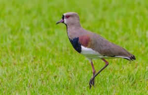 Guia de Aves da Apa da Mata do Posto imagem 6