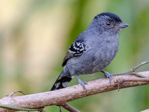 Guia de Aves da Apa da Mata do Posto imagem 10