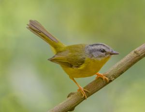 Guia de Aves da Apa da Mata do Posto imagem 12