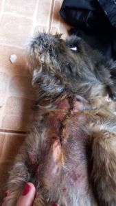 Ajude o tratamento da cadelinha Liza - Campanha Solidária: Ajude Liza a se Recuperar Após Ataque de Pastor Alemão 