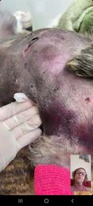 Campanha Solidária: Ajude Liza a se Recuperar Após Ataque de Pastor Alemão  imagem 6