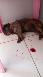 Animais - Campanha Solidária: Ajude Liza a se Recuperar Após Ataque de Pastor Alemão 