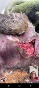 Campanha Solidária: Ajude Liza a se Recuperar Após Ataque de Pastor Alemão  imagem 8