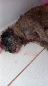 Vaquinha Online - Campanha Solidária: Ajude Liza a se Recuperar Após Ataque de Pastor Alemão 