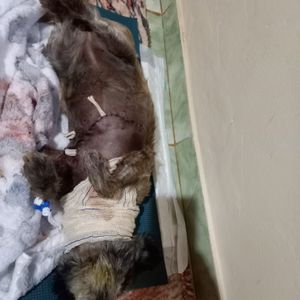 Campanha Solidária: Ajude Liza a se Recuperar Após Ataque de Pastor Alemão  imagem 9