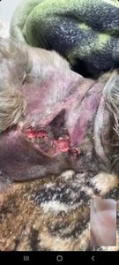 Serro/MG - Campanha Solidária: Ajude Liza a se Recuperar Após Ataque de Pastor Alemão 