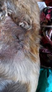 Campanha Solidária: Ajude Liza a se Recuperar Após Ataque de Pastor Alemão  imagem 7