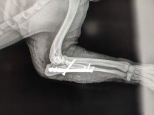 Vaquinha Online - Vaquinha para cirurgia do Bob