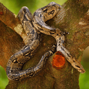 Meio ambiente - Salve a Mata do Sitio Amescla
