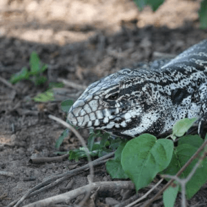 Vaquinha Online - Salve a Mata do Sitio Amescla