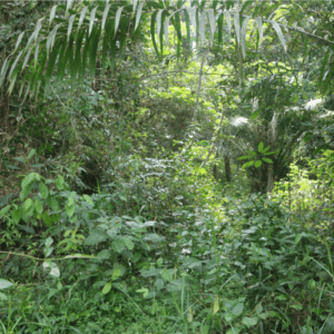 Camaçari/BA - Salve a Mata do Sitio Amescla