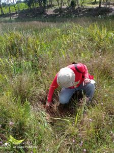 Salve a Mata do Sitio Amescla imagem 6