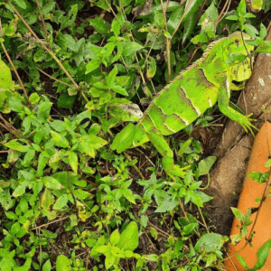 Salve a Mata - Salve a Mata do Sitio Amescla