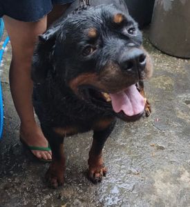 Vaquinha Online - Olá, tudo bem? Estou aqui humildemente para pedir sua ajuda com qualquer valor para arrecadar dinheiro da viagem do meu cachorro